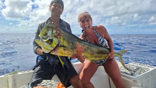 Mahi-mahi caught trolling in the open ocean off Moorea