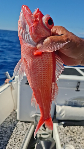 Red paru caught deep with vertical fishing in Moorea